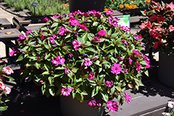 Solarscape Neon Purple Impatiens (Impatiens 'Solarscape Neon Purple') at Lakeshore Garden Centres
