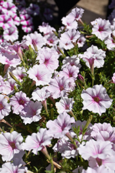 ColorRush Pink Vein Petunia (Petunia 'Balcushinein') at Lakeshore Garden Centres