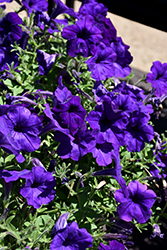 Main Stage Violet Petunia (Petunia 'KLEPH17300') at Stonegate Gardens