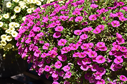 Cabaret Pink Calibrachoa (Calibrachoa 'Cabaret Pink') at Stonegate Gardens