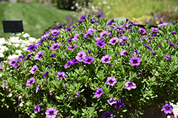 Bloomtastic Purple Calibrachoa (Calibrachoa 'Bloomtastic Purple') at Stonegate Gardens