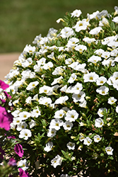 MiniFamous Uno White Calibrachoa (Calibrachoa 'KLECA17002') at Stonegate Gardens