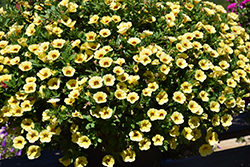 MiniFamous Uno Yellow+Red Vein Calibrachoa (Calibrachoa 'KLECA20803') at Stonegate Gardens
