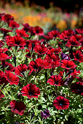 Supertunia Black Cherry Petunia (Petunia 'USTUN3003') at Lakeshore Garden Centres