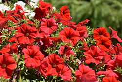 Supertunia Really Red Petunia (Petunia 'Sunremi') at Lakeshore Garden Centres
