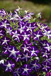Blanket Blue Star Petunia (Petunia 'Blanket Blue Star') at Stonegate Gardens