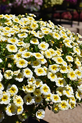MiniFamous Uno White Gold Calibrachoa (Calibrachoa 'KLECA22901') at Stonegate Gardens