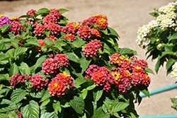 Shamrock Orange Flame Lantana (Lantana 'Balshamorfim') at Lakeshore Garden Centres