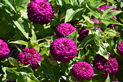 Zesty Purple Zinnia (Zinnia elegans 'Zesty Purple') at Lakeshore Garden Centres