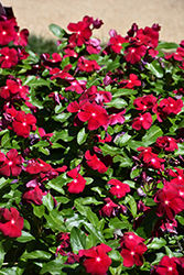 Titan Cranberry Vinca (Catharanthus roseus 'PAS1537843') at Stonegate Gardens