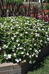 Solarscape White Shimmer Impatiens (Impatiens 'Solarscape White Shimmer') at Stonegate Gardens