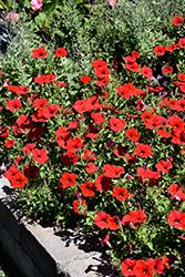 Easy Wave Red Petunia (Petunia 'Easy Wave Red') at Lakeshore Garden Centres