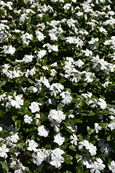 Titan Pure White Vinca (Catharanthus roseus 'Titan Pure White') at Stonegate Gardens