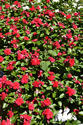 Titan Dark Red Vinca (Catharanthus roseus 'Titan Dark Red') at Stonegate Gardens