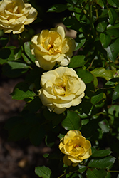 Gilded Sun Rose (Rosa 'MEIanycid') at Stonegate Gardens