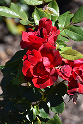 Brick House Rose (Rosa 'Meitraligh') at Stonegate Gardens