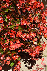 Hula Red Begonia (Begonia 'PAS1438024') at Lakeshore Garden Centres