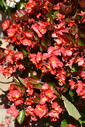 BabyWing Red Begonia (Begonia 'BabyWing Red') at Lakeshore Garden Centres