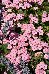 Gisele Light Pink+Eye Phlox (Phlox 'KLEPX20585') at Stonegate Gardens