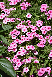 Gisele Pink Phlox (Phlox 'KAZI14750') at Stonegate Gardens