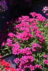 Gisele Purple Phlox (Phlox 'KLEPX20586') at Lakeshore Garden Centres