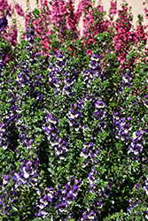 AngelDance Violet Bicolor Angelonia (Angelonia angustifolia 'Baladaniob') at Lakeshore Garden Centres