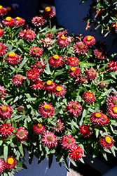 Mohave Dark Red Strawflower (Bracteantha bracteata 'KLEBB16011') at Stonegate Gardens