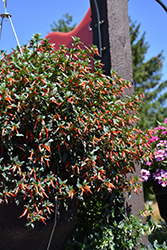 Cherrybells Firecracker Plant (Cuphea ignea 'Cherrybells') at Stonegate Gardens