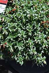 Sugarbells Firecracker Plant (Cuphea ignea 'Sugarbells') at Lakeshore Garden Centres