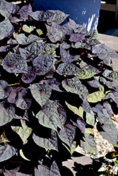 Spotlight Black Heart Sweet Potato Vine (Ipomoea batatas 'Balspotbart') at Stonegate Gardens