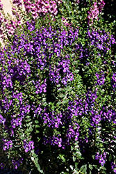 Archangel Purple Angelonia (Angelonia angustifolia 'Balarcpurpi') at Stonegate Gardens