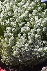 Easy Breezy White Lobularia (Lobularia maritima 'Balbeezite') at Stonegate Gardens