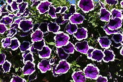 Headliner Dark Violet Picotee Petunia (Petunia 'KLEPH19120') at Stonegate Gardens