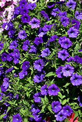 ColorRush Blue Petunia (Petunia 'Balcushlu') at Stonegate Gardens