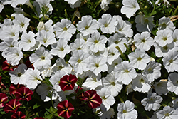 ColorRush White Petunia (Petunia 'ColorRush White') at Stonegate Gardens