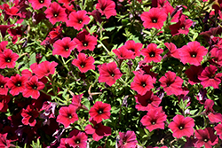 ColorRush Red Petunia (Petunia 'Balcushed') at Stonegate Gardens