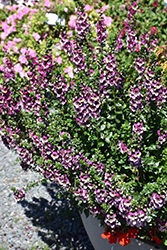 AngelDance Fuchsia Bicolor Angelonia (Angelonia angustifolia 'Baladanucb') at Lakeshore Garden Centres