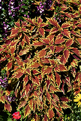 FlameThrower Cajun Spice Coleus (Solenostemon scutellarioides 'UF15-11-3') at Lakeshore Garden Centres