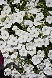 SureShot White Petunia (Petunia 'Balsursite') at Stonegate Gardens