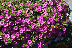 MiniFamous Neo Pink Calibrachoa (Calibrachoa 'MiniFamous Neo Pink') at Lakeshore Garden Centres