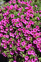 MiniFamous Neo Purple Calibrachoa (Calibrachoa 'MiniFamous Neo Purple') at Stonegate Gardens