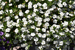 MiniFamous Neo Double White Calibrachoa (Calibrachoa 'KLECA22893') at Stonegate Gardens