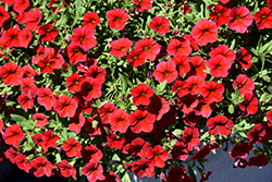 Cha-Cha Red Calibrachoa (Calibrachoa 'Balchared') at Lakeshore Garden Centres