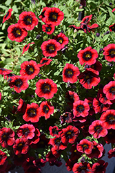 Cha-Cha Red Kiss Calibrachoa (Calibrachoa 'Balchariss') at Lakeshore Garden Centres