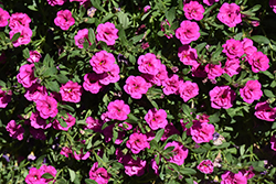 MiniFamous Uno Double Close Up Calibrachoa (Calibrachoa 'MiniFamous Uno Double Close Up') at Stonegate Gardens