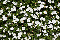 MiniFamous Uno Double White Calibrachoa (Calibrachoa 'KLECA21566') at Stonegate Gardens