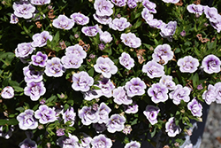 MiniFamous Uno Double PlumTastic Calibrachoa (Calibrachoa 'KLECA18510') at Lakeshore Garden Centres