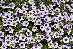 MiniFamous Neo Violet Ice Calibrachoa (Calibrachoa 'KLECA18504') at Stonegate Gardens