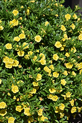 MiniFamous Neo Double Deep Yellow Calibrachoa (Calibrachoa 'KLECA11225') at Stonegate Gardens