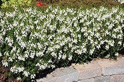 Archangel White Angelonia (Angelonia angustifolia 'Balarcwite') at Stonegate Gardens